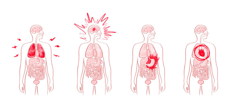 Internal Organs Sketch