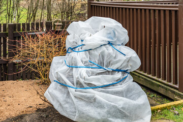 Hydrangea shrub wrapped in fleece to protect from winter frost © Tosh Lubek