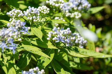 Close up of dichroa (long march) flowers in bloom