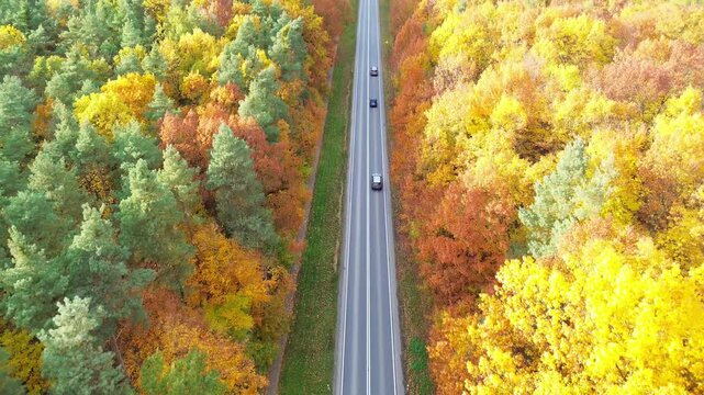 Cars riding along rural road surrounded by vibrant colorful autumn forest showcasing the beauty of nature. Aerial view of autos cruising along country route. Vehicles driving at beautiful fall season