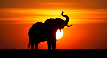 Obraz premium A majestic elephant standing alone at sunset, silhouetted against a vibrant orange sky.