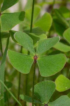 Macro detail of Four-leaf Clover fern (Marsilea quadrifolia). Green aquatic fern in close-up with delicate texture and natural lighting.