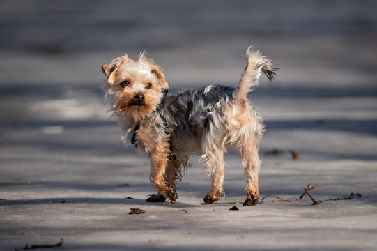 Energetic Yorkshire Terrier puppy running and playing on melting snow in spring sunlight