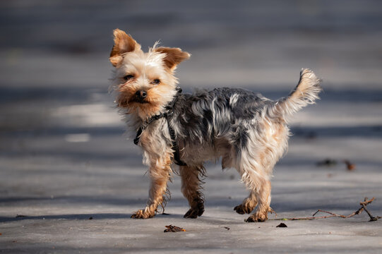 Energetic Yorkshire Terrier puppy running and playing on melting snow in spring sunlight