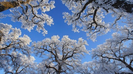Obraz premium Bare tree branches covered in thick white frost reach upward toward a clear blue sky.
