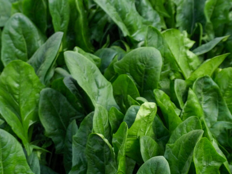 冬野菜 Images – Browse 5,953 Stock Photos, Vectors, and Video