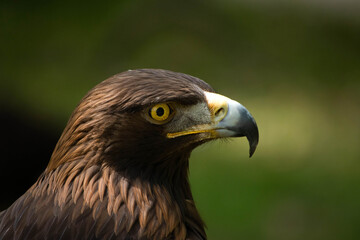 Golden eagle head profile showing intense yellow eye