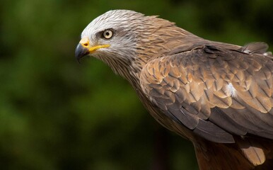 Obraz premium Black kite raptor bird looking alert outdoors