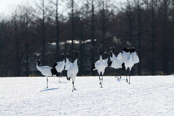 Fototapeta premium 鶴のダンス