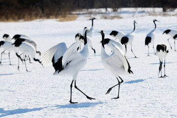 Fototapeta premium 鶴のダンス