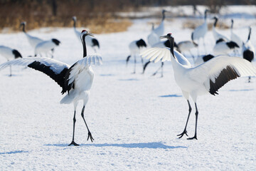 Fototapeta premium 鶴のダンス