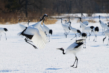 Fototapeta premium 鶴のダンス
