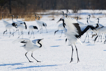 Fototapeta premium 鶴のダンス