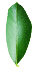 Obraz premium Fresh green leaf of citrus plant isolated on white