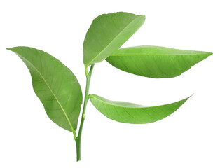 Obraz premium Fresh green leaves of citrus plant isolated on white