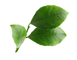 Fresh green leaves of citrus plant isolated on white
