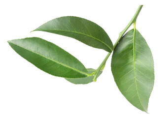 Obraz premium Fresh green leaves of citrus plant isolated on white