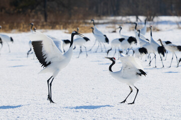 Fototapeta premium 鶴のダンス