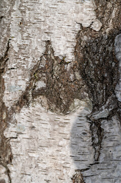 Natural silver birch bark texture. Close-up of Betula pendula tree trunk.High-detailed macro shot of white birch tree bark. Rough texture with characteristic black fissures and horizontal lenticels. 