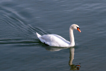 Obraz premium Swan swimming in the Danube River, Belgrade