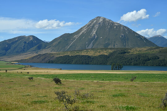 Sheep farm in Canterbury