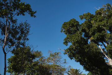 Low angle view of tall trees in a lush tropical rainforest with sunlight filtering through the dense green canopy. Natural forest environment with vibrant foliage, biodiversity and ecological atmosphe