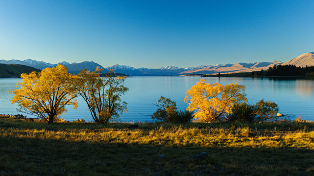 Iconic Golden Tree at Lake Tekapo with Snow-Capped Mountains in Background
