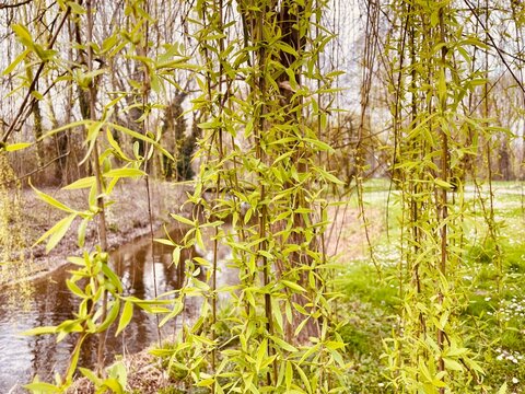 Primavera a Basiglio, salici in foglie sulla roggia Speziana, Lombardia