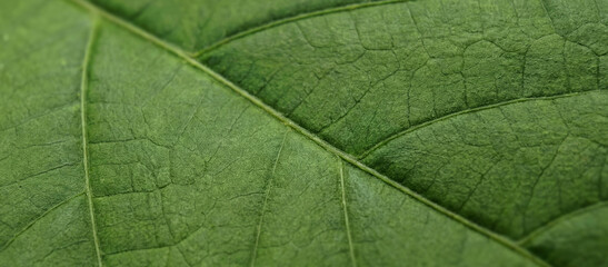 Close-up view of green leaves showcasing their textured surfaces and veins. The intricate details and vibrant color highlight the natural beauty of foliage.
