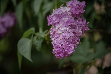Fototapeta premium Purple lilac blooms on green garden branches during spring, Zurich, Switzerland