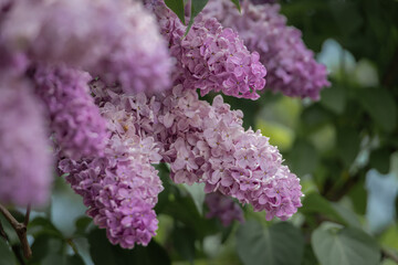 Obraz premium Purple lilac blooms on green garden branches during spring, Zurich, Switzerland