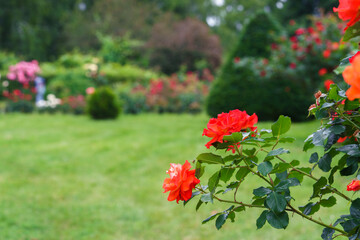 Obraz premium Branch of delicate red roses in full bloom growing in summer garden. Romantic floral background with natural light, decorative flowers and green foliage. Spring and nature, gardening, plant breeding.