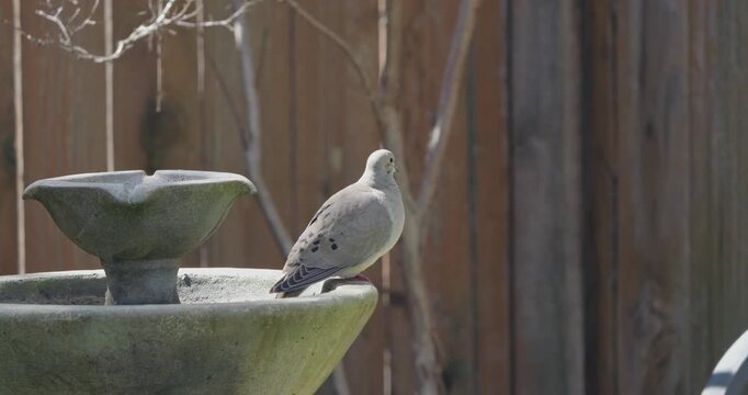Mourning Dove perched on a dry stone fountain in a backyard