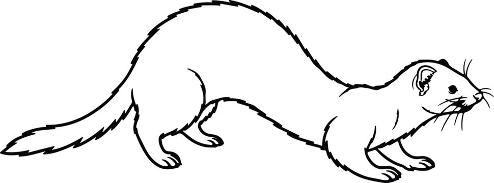 Vector stylized ermine or ferret on white background silhouette design