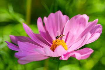 Obraz premium Hoverfly pollinating pink cosmos flower, Syrphid fly feeding on cosmos blossom