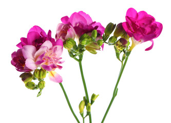 Beautiful pink freesia flowers isolated on white