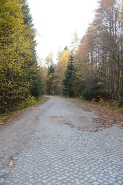 The old German road to the hunting estate in the Kaliningrad region