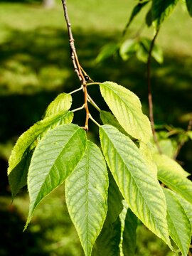 Amur chokecherry (Prunus maackii) shoots with fruits and bark, also known as Amur cherry, Manchurian cherry and Maack&rsquo;s cherry. Sweden