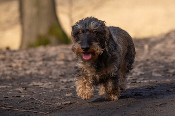 Wire-haired Dachshund dog walking on a forest trail during a spring walk
