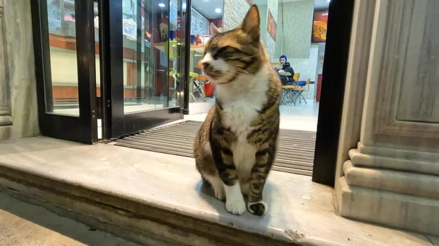 A community cat sits on the threshold of a store on a city street. Close-up. Homeless cat. Homeless animals pets. Stray cats on the street. Pets without a home. Helping homeless animals.