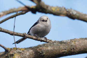 Long-tailed tit sitting on a branch
