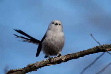 Long-tailed tit sitting on a branch © Robert