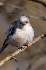 Obraz premium Long-tailed tit sitting on a branch