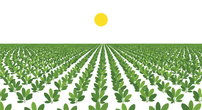 A vast, perfectly ordered field of small green plants extends towards the horizon under a clear white sky with a bright yellow sun positioned high.