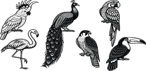 Naklejka premium Hand Drawn Exotic Bird Engraving Vector Set with Peacock Flamingo Parrot Toucan and Cockatoo Vintage Illustration Collection