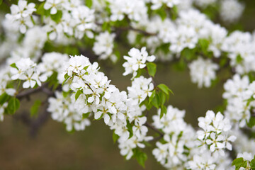 White flowers bloom on branches in a garden. The scene shows a spring day with bright green leaves around the flowers.