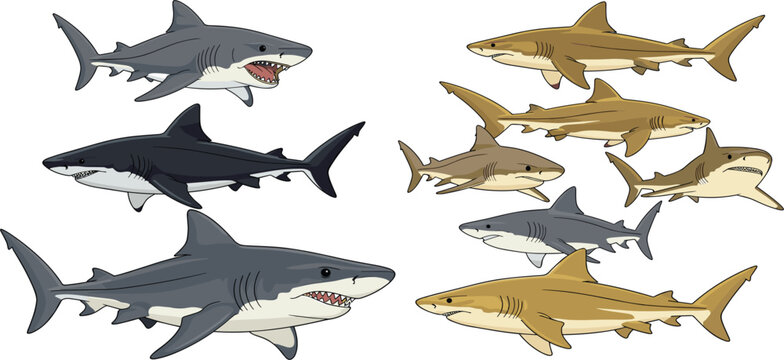 Realistic shark vector collection with great white reef shark sand tiger and other ocean predator species illustration set