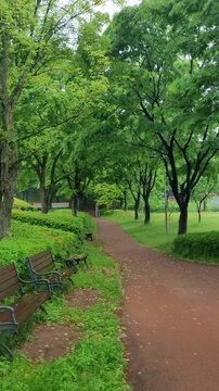 Rain on Park Benches