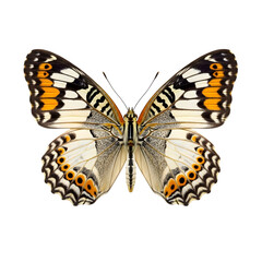 Naklejka premium Beautiful butterfly with white and orange wings isolated on a transparent background