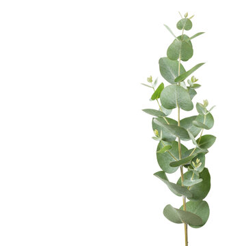 pristine, hyperrealistic studio shot of a vibrant, vertical eucalyptus branch featuring silvery-green glaucous leaves and farina, isolated on a transparent background with copy space. Concept of
